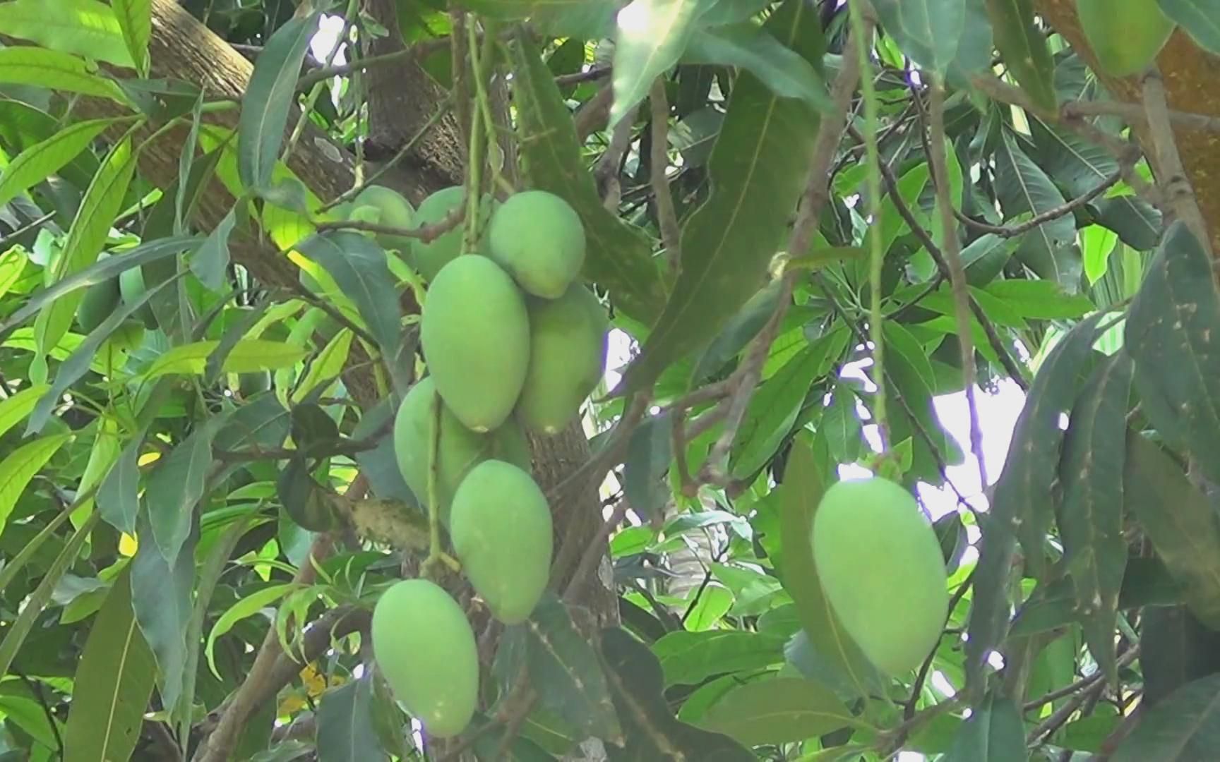 熱帶水果大芒果園青芒果枝頭掛果