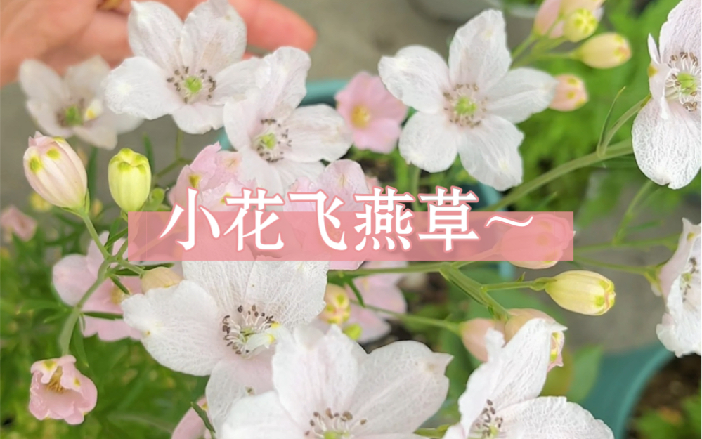 今日花卉推荐—小花飞燕草哔哩哔哩bilibili