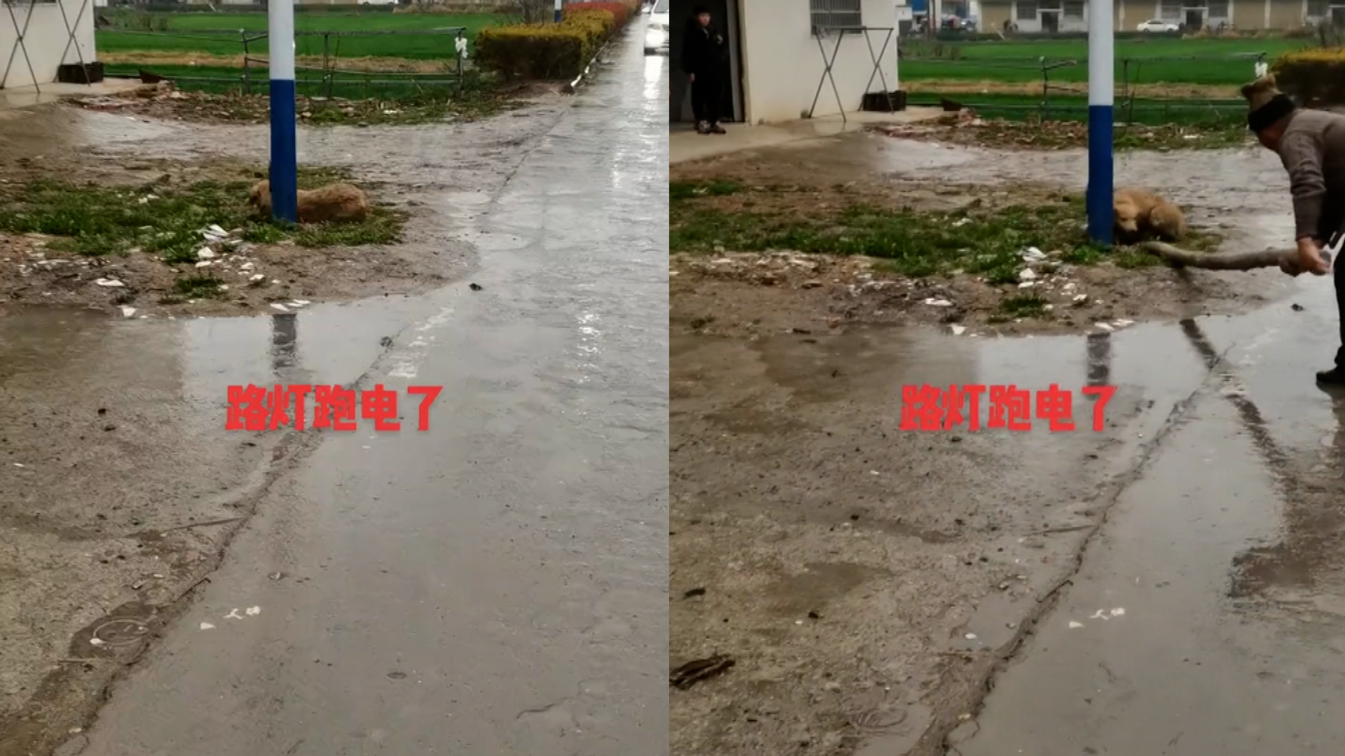 雨天路灯漏电狗子被电住,主人及时发现用木棍解救成功:惊险万分