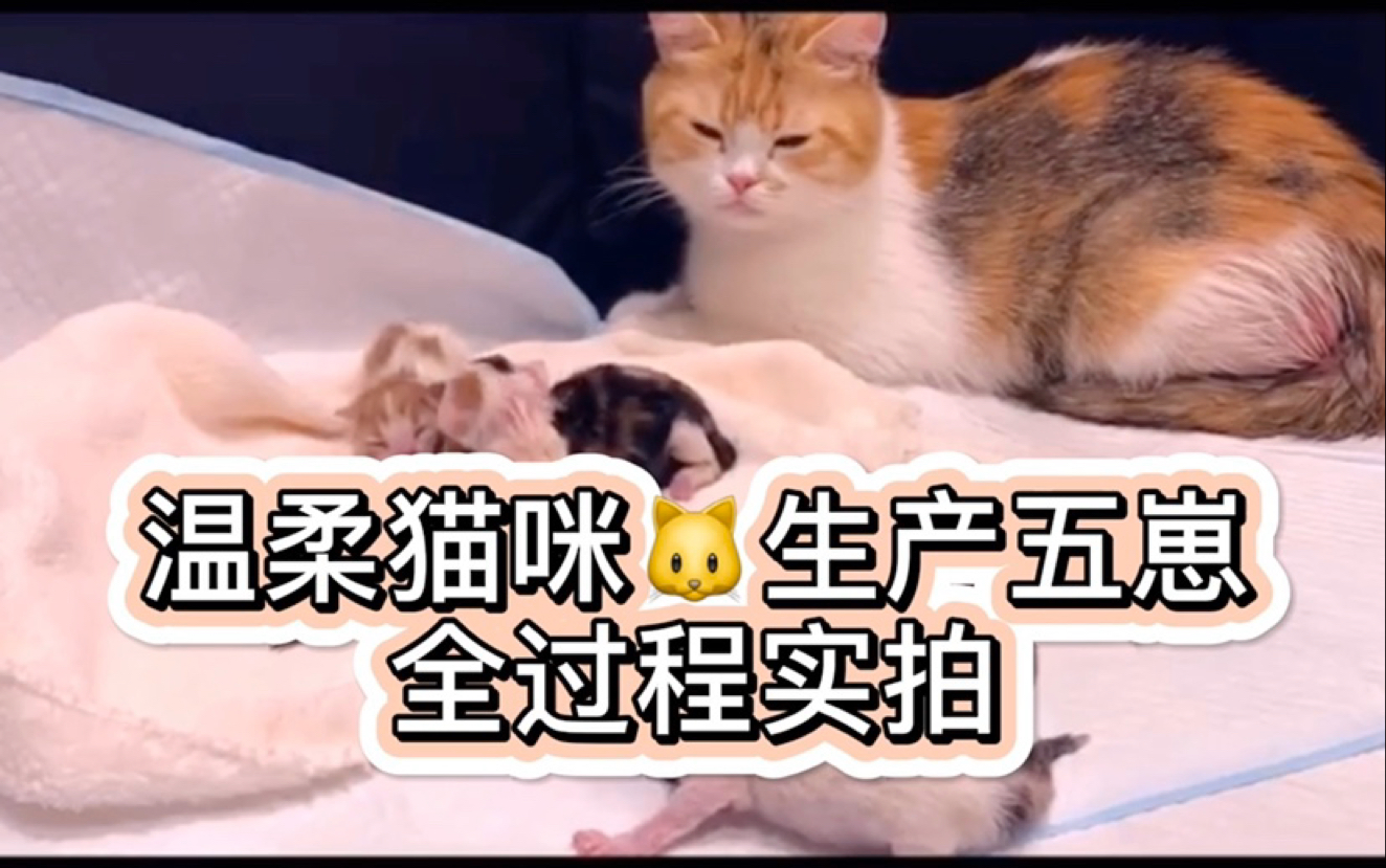 【猫咪生产全过程实拍】温柔猫咪生育五猫宝宝 全过程实拍~ |爱猫|安静产宝哔哩哔哩bilibili