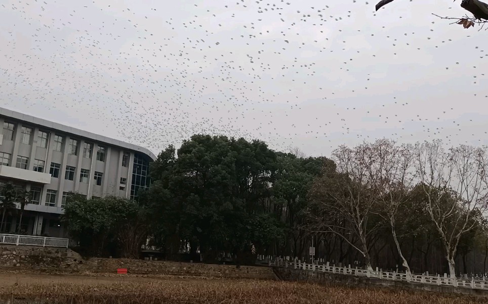 [图]漫天的鸟儿