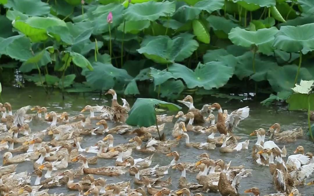 [图]初土记大湖放养老鸭，回归生态养殖