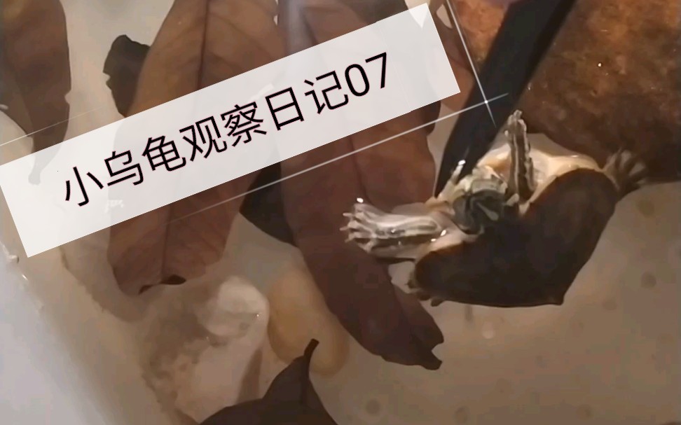 小乌龟观察日记07哔哩哔哩bilibili