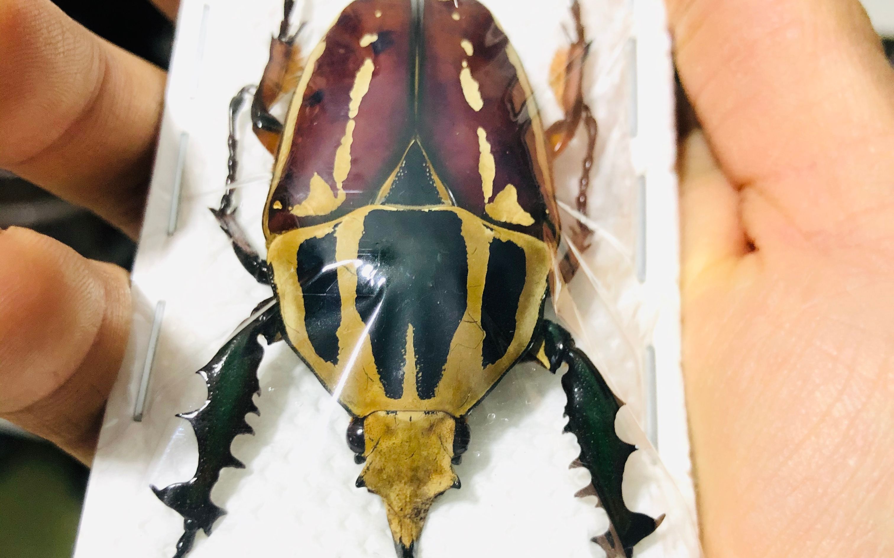 乌干达花金龟原虫标本制作烘干前准备工作