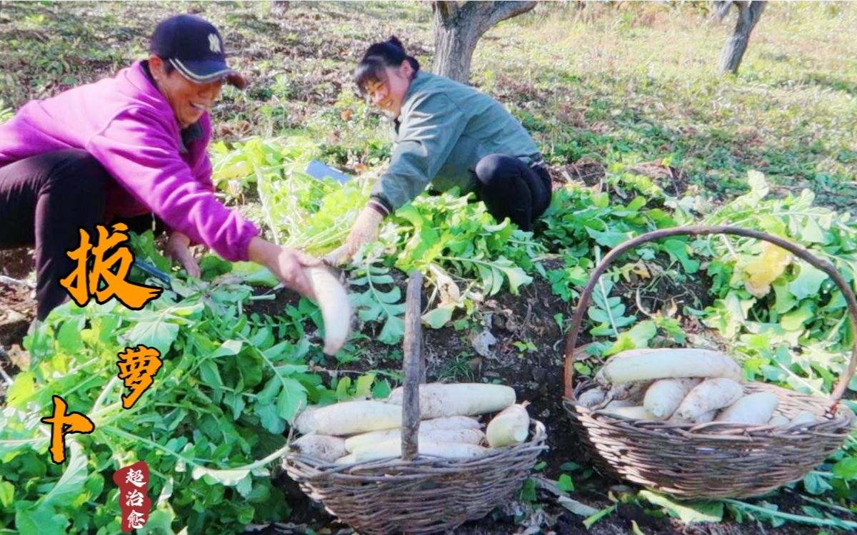 峰婶山地里的萝卜大丰收,白萝卜绿萝卜看着就觉得甜脆,超治愈哔哩哔哩bilibili