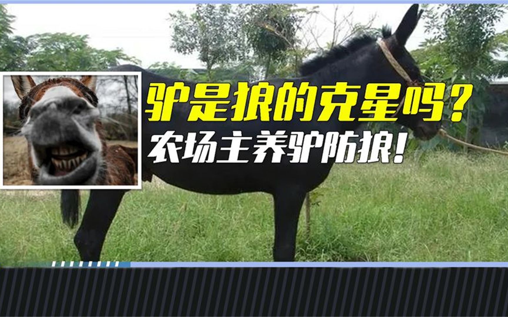 驴是狼的克星吗?农场主养驴防狼,驴到底有何厉害之处!