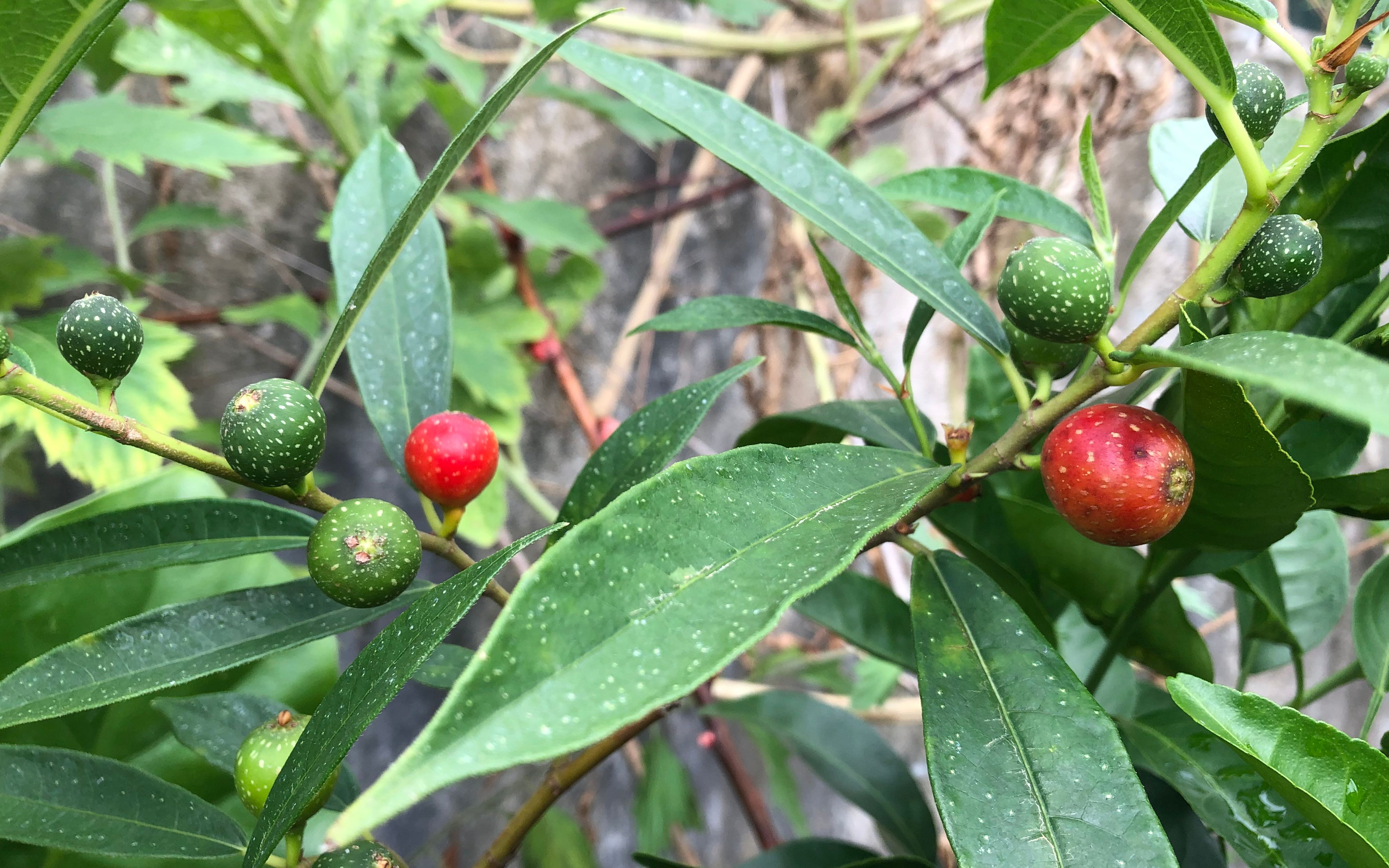 来自大山深处的奶浆果