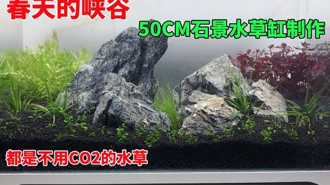 春天的峡谷 50cm石景水草缸制作 都是不用co2的草 我可要动手了 哔哩哔哩