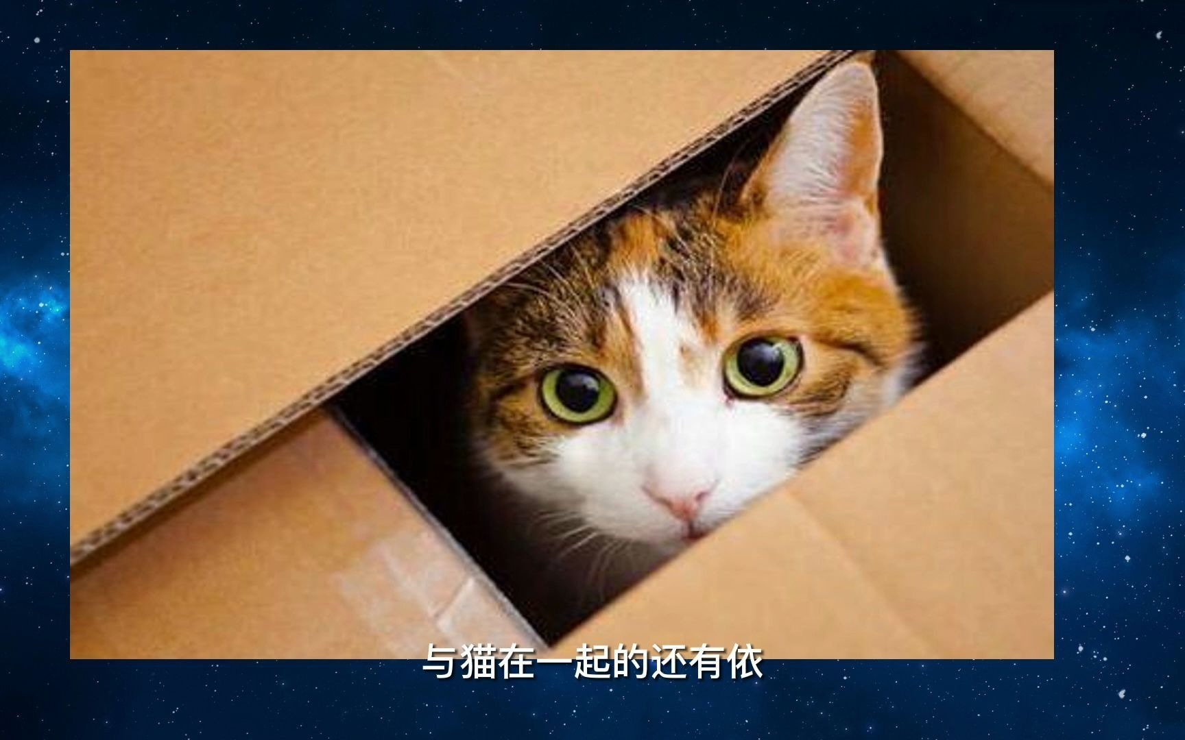 薛定谔的猫高清壁纸图片