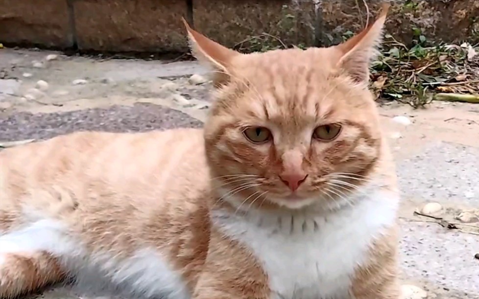 隔壁小区的坏猫,现在死皮赖脸不走了._哔哩哔哩_bilibili