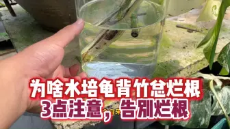 Video herunterladen: 水培总烂根，只要注意这3点就行