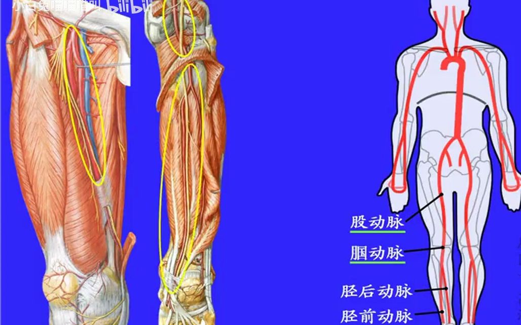 101.下肢动脉——系统解剖学、局部解剖学——这一套就够了哔哩哔哩bilibili