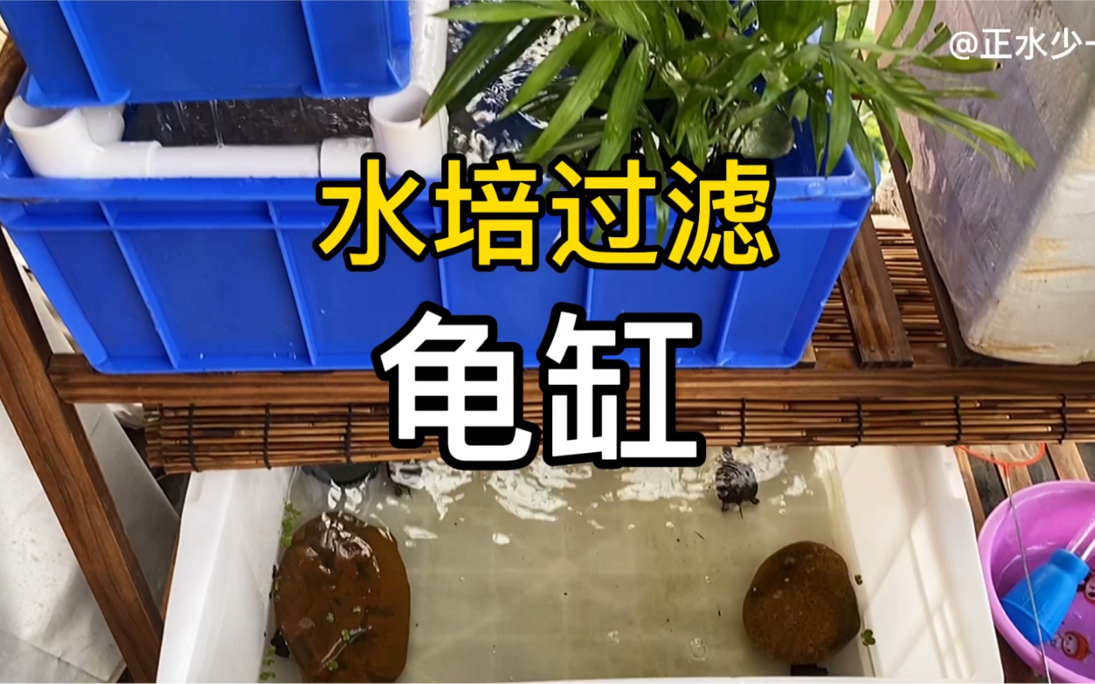 水培植物过滤系统可以减低氨氮化合物含量吗?龟缸的优化哔哩哔哩bilibili