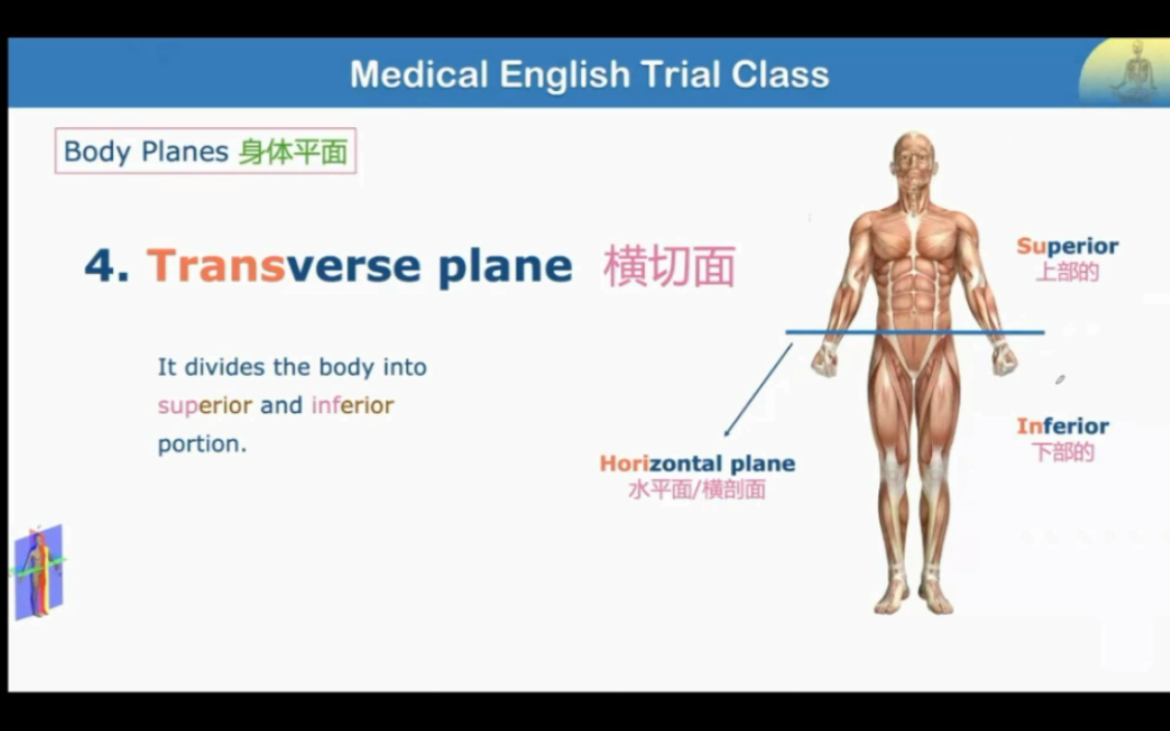 让我们学习各种人体平面 | 医学英语课程哔哩哔哩bilibili