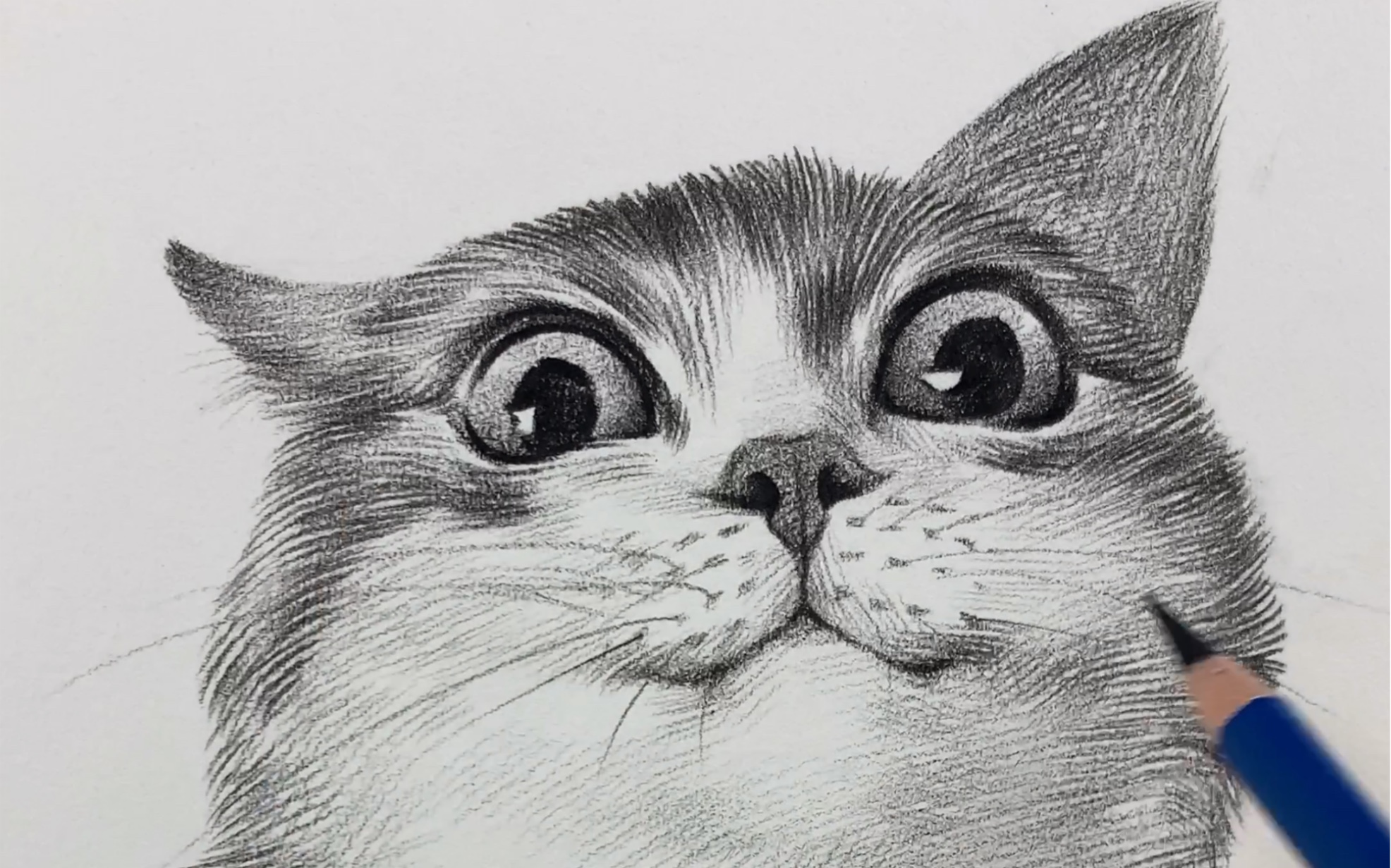 猫素描初级画初学者图片