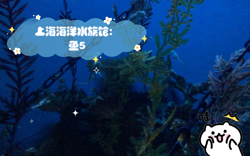 【上海旅游】上海海洋水族馆:鱼5哔哩哔哩bilibili