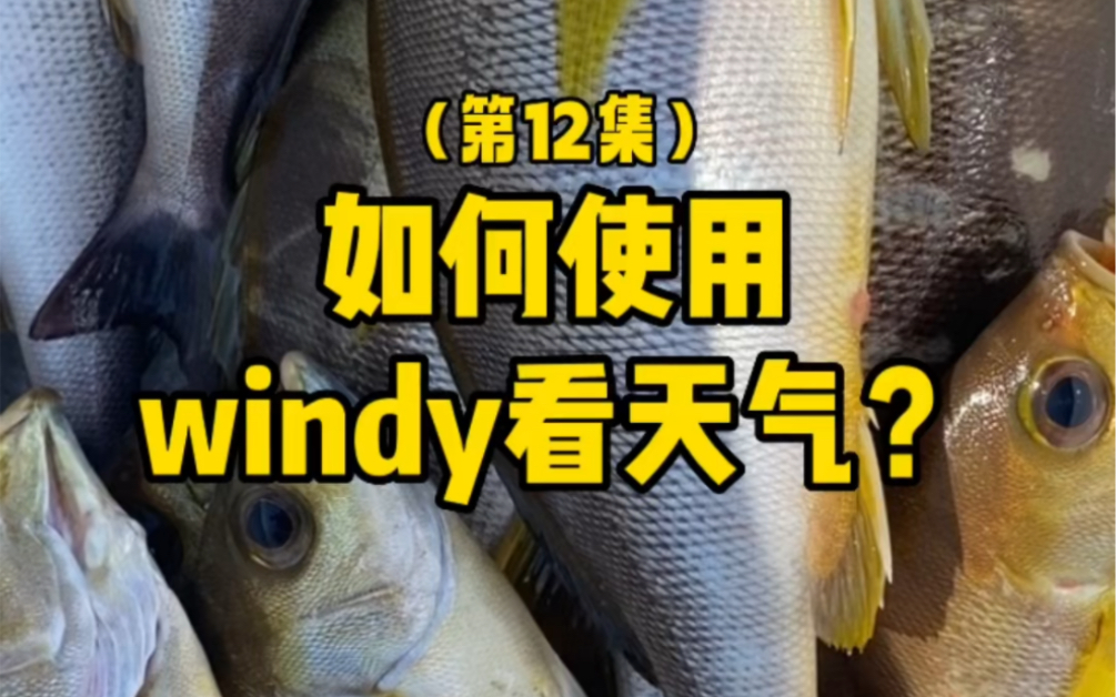 【海钓私教班】12集:如何使用windy看天气?#一啸渔乐 #海钓私教班 #海钓学习 #海钓 #分享钓鱼知识哔哩哔哩bilibili