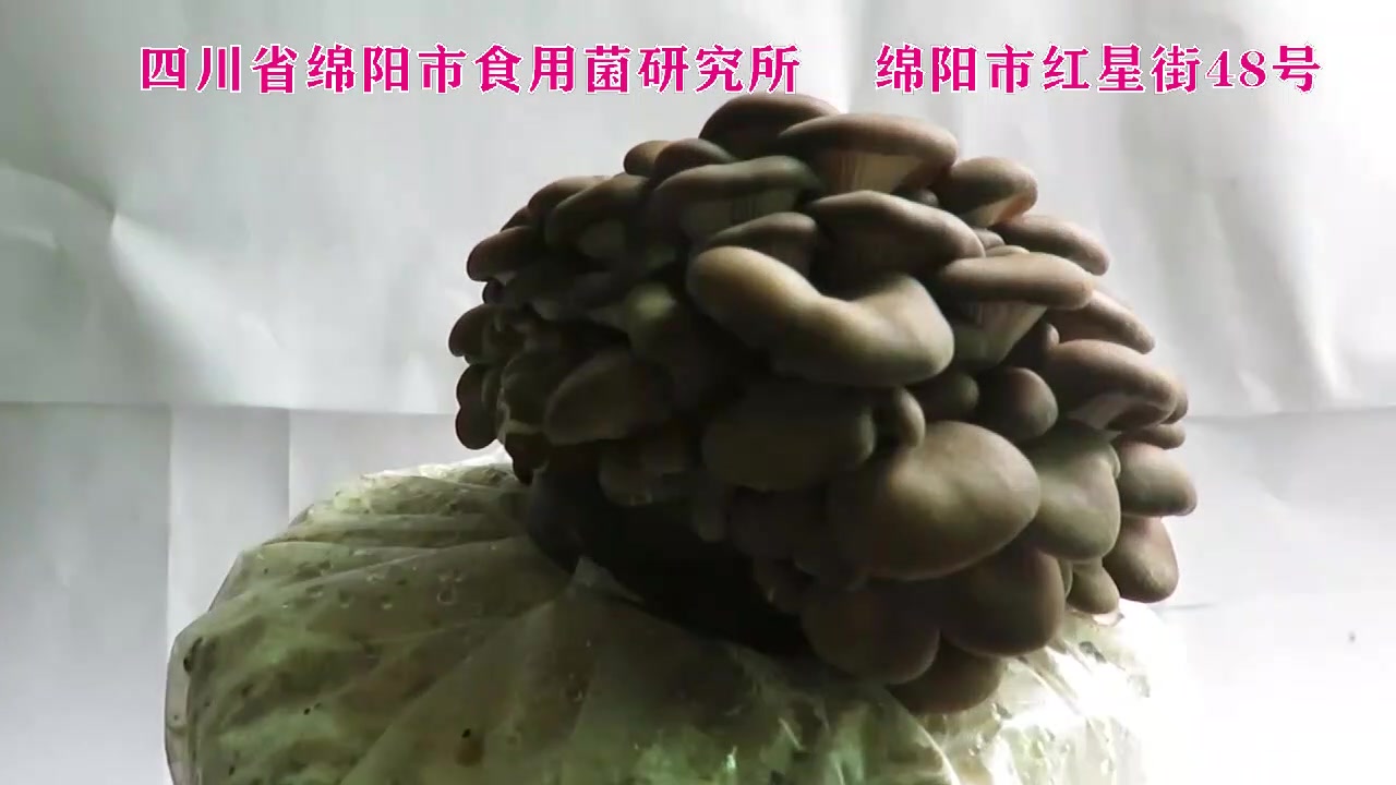 [图]平菇生长发育过程，四川省绵阳市食用菌研究所