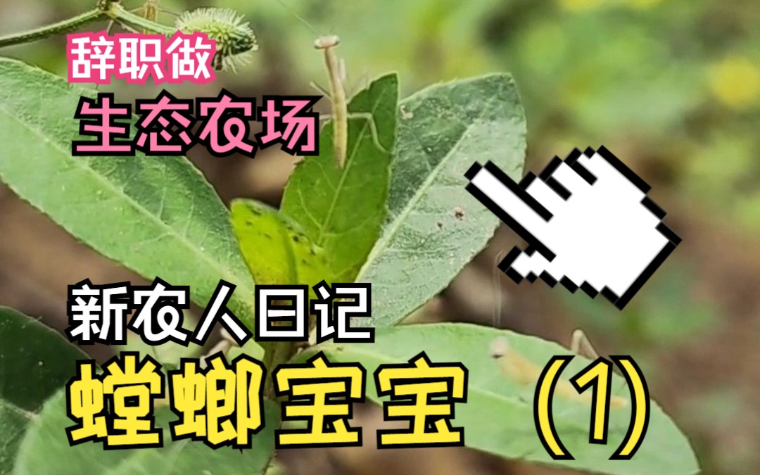 以虫治虫,螳螂宝宝孵化了!!哔哩哔哩bilibili