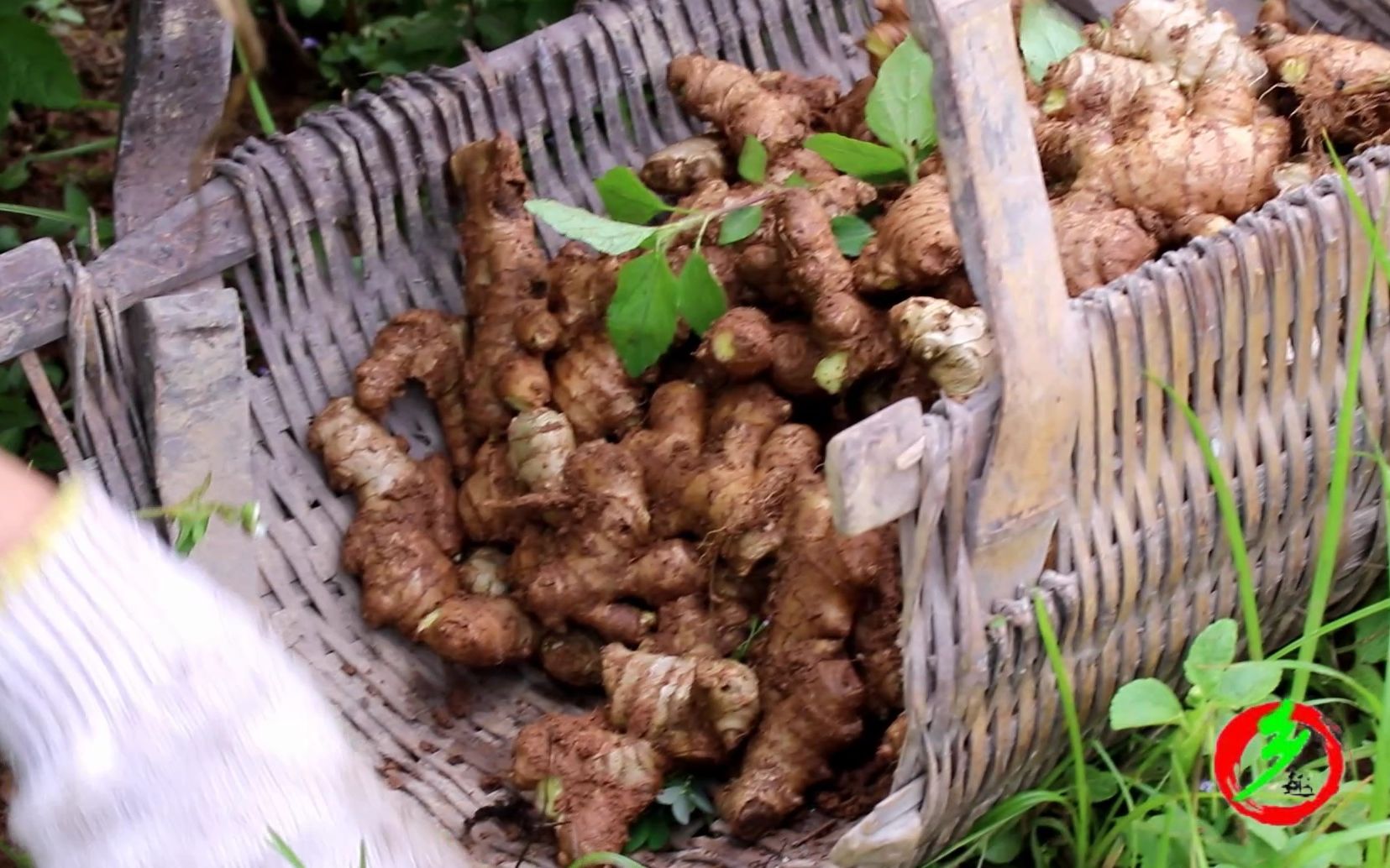 农村小妹把种在地里的姜挖了出来,不仅提高了产量也多了一笔收入