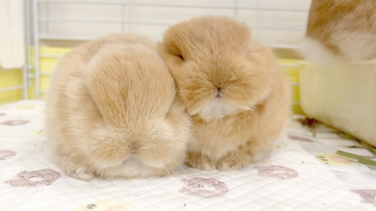 只想和你一起脸贴脸睡觉觉～屁屁脸贴贴～小奶兔太太太太可爱啦