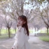【1080p视频记录】西安最美校园西安石油大学樱花紫叶李花海