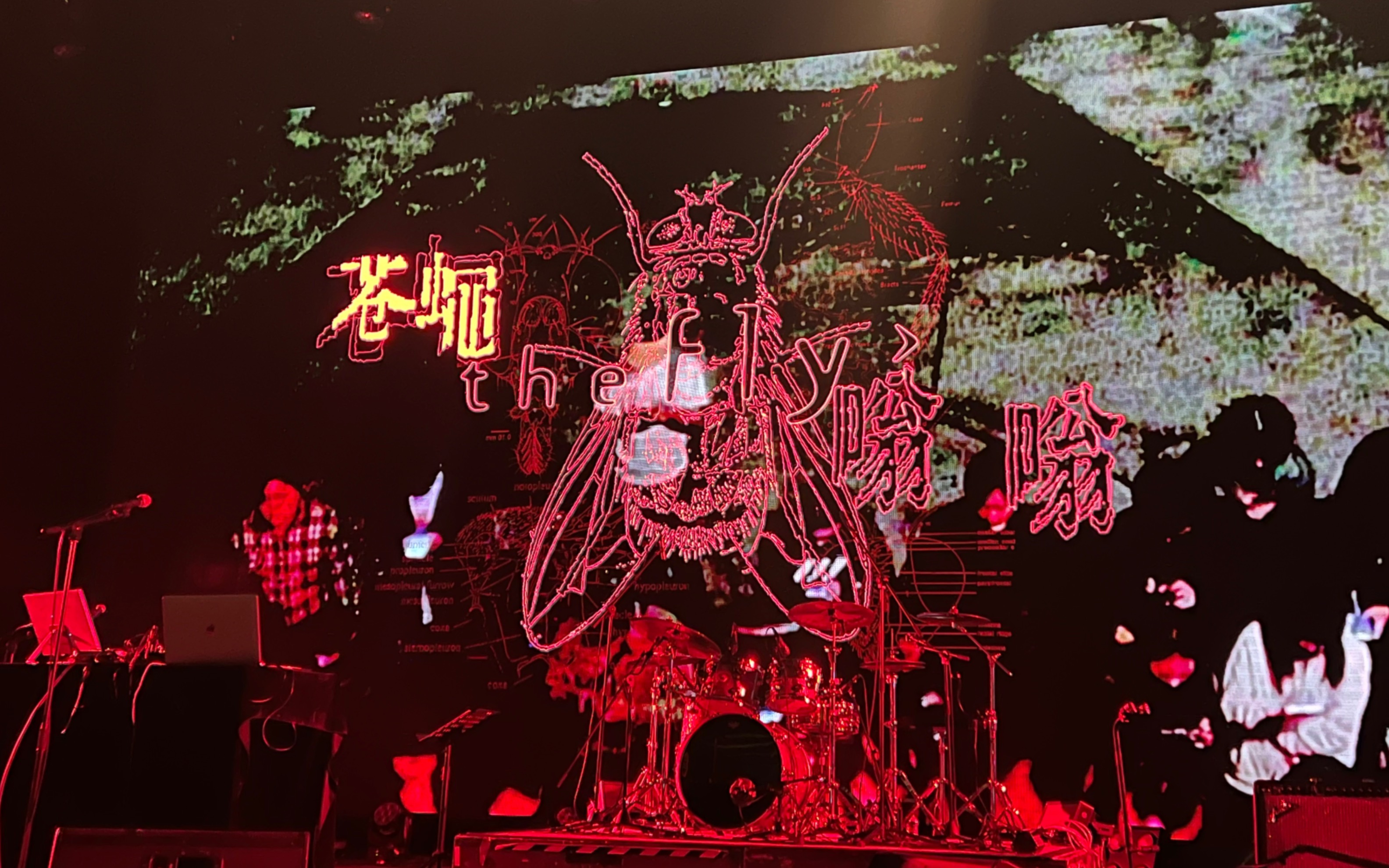 11.12 苍蝇乐队上海三十周年巡演 自存档(只有二千)