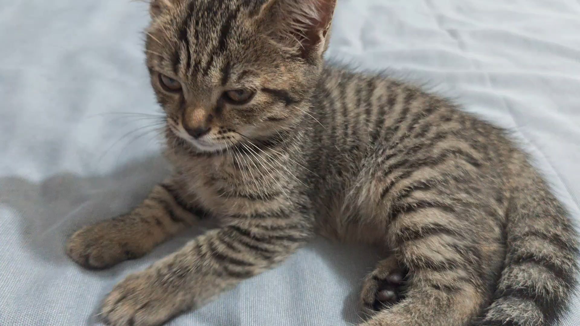 白天不熬猫