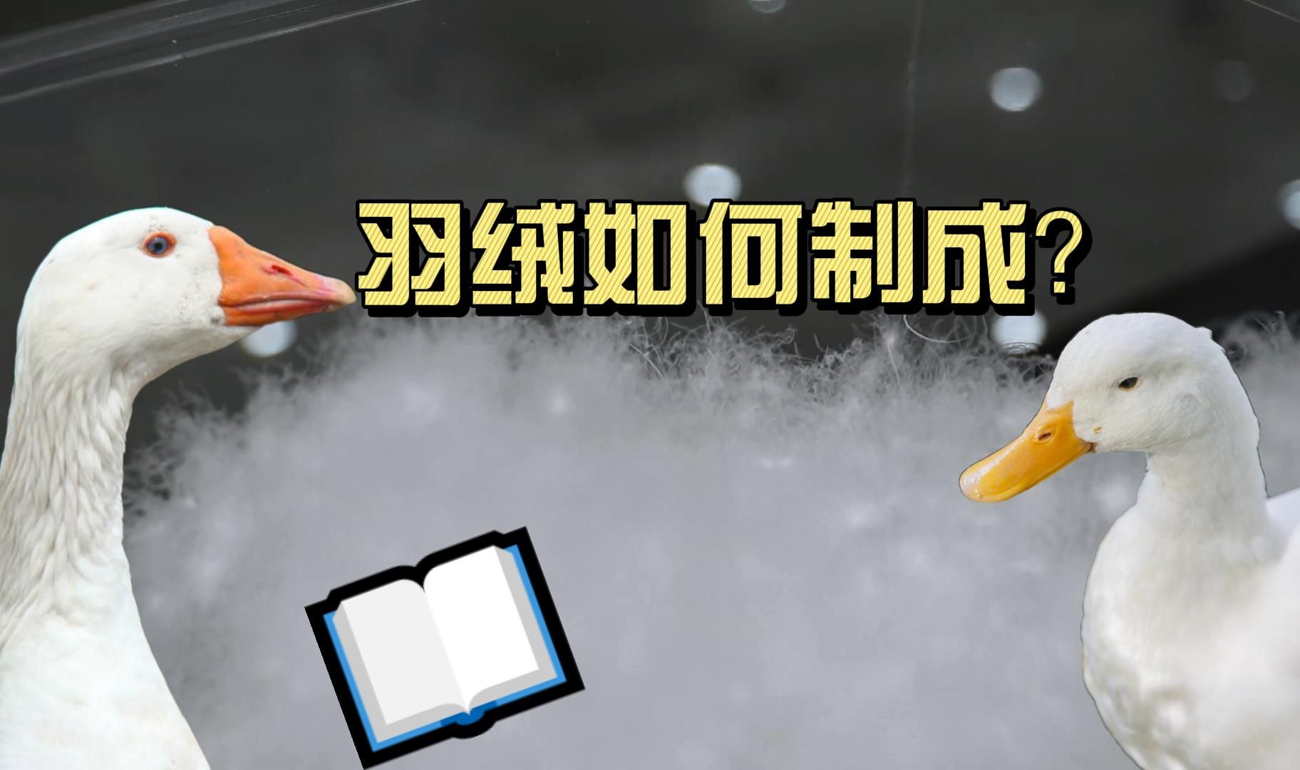 【手工】你羽绒服里的羽绒是如何加工而成的呢哔哩哔哩bilibili