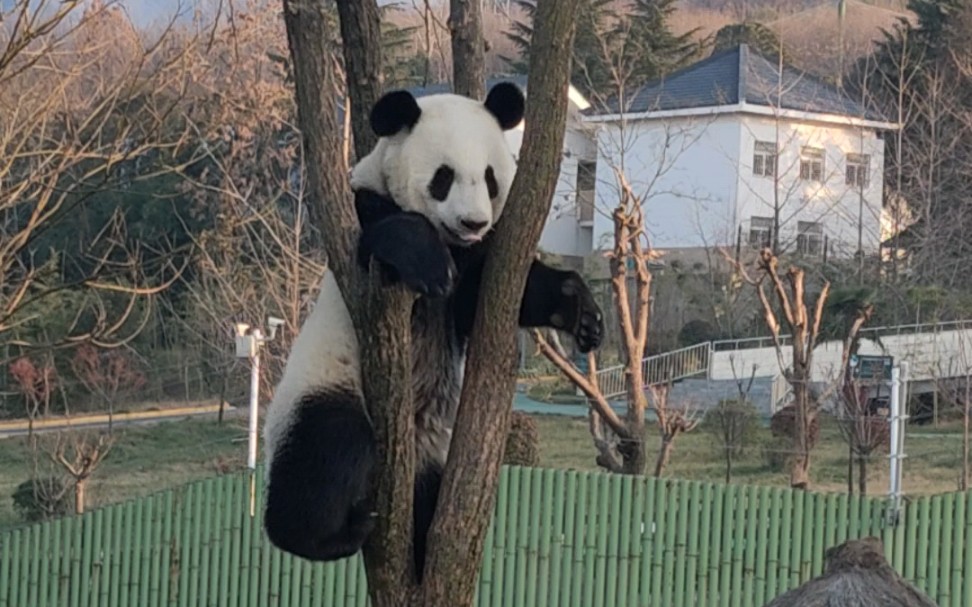 【大熊猫秦韵】小长腿上树棒棒哒