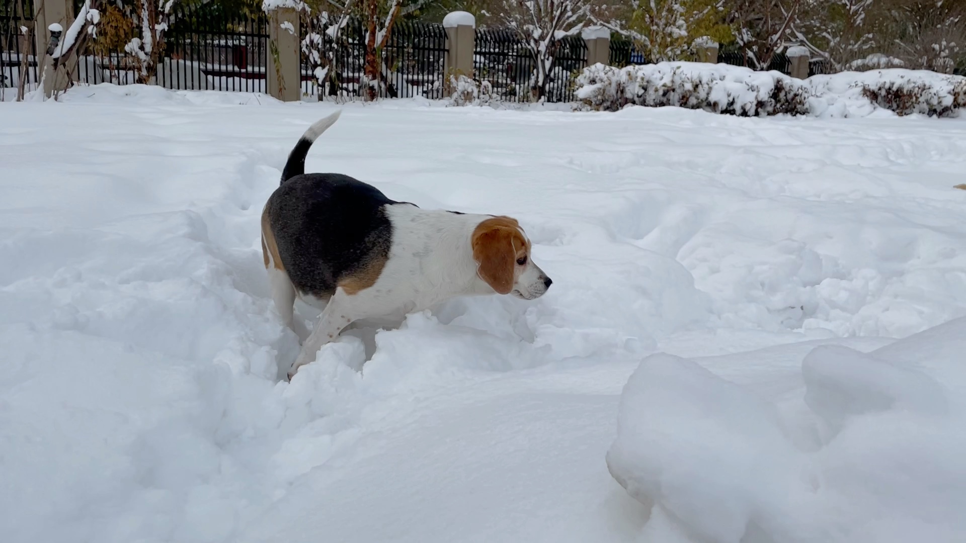 暴雪后的比格大叫驴
