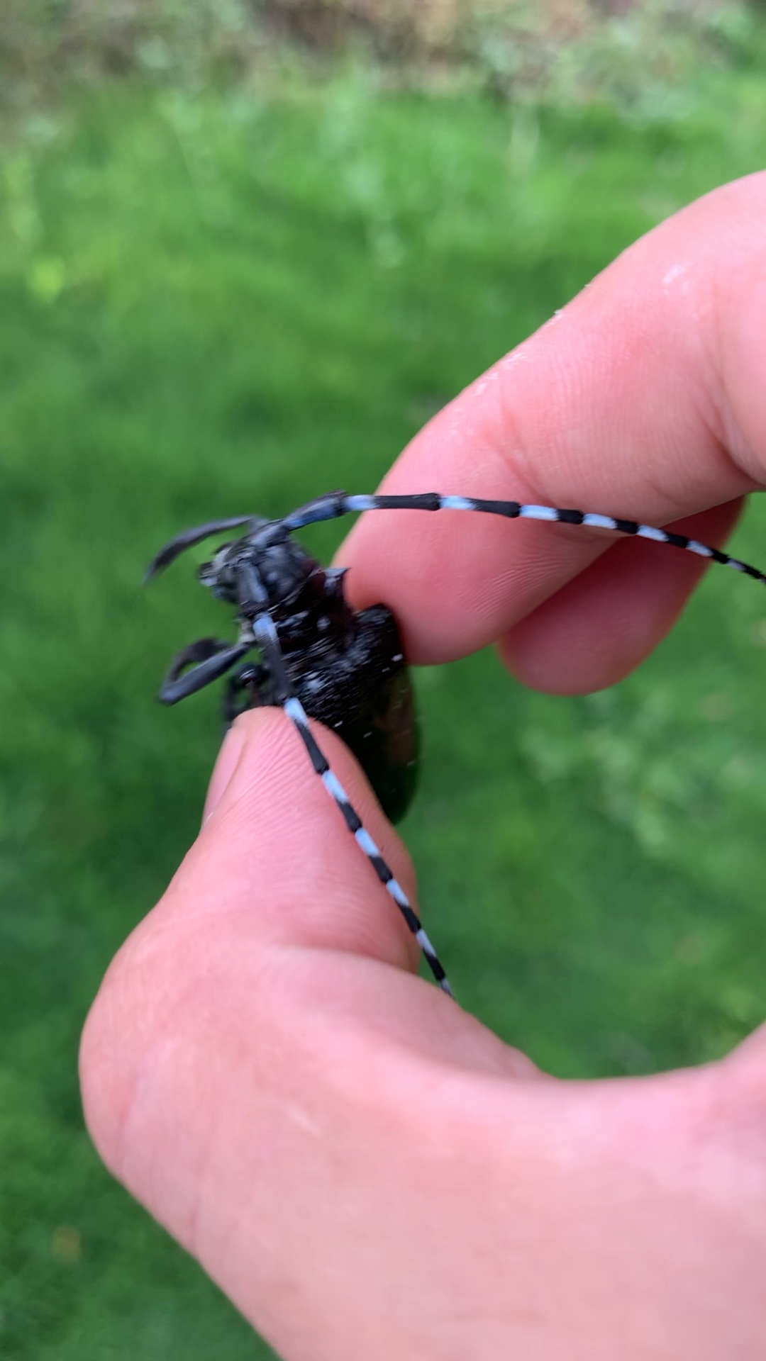 天牛的叫声你们听过吗爬宠昆虫