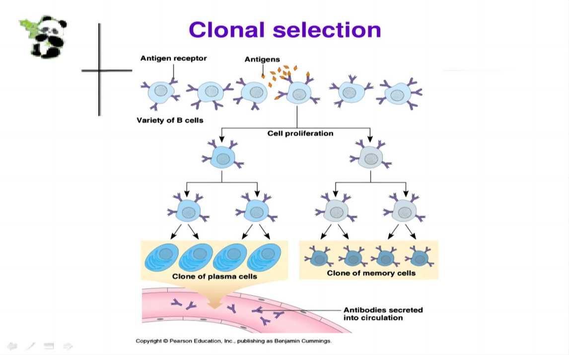詹韦免疫生物学第十讲:适应性免疫应答(五)——淋巴细胞克隆选择学说哔哩哔哩bilibili