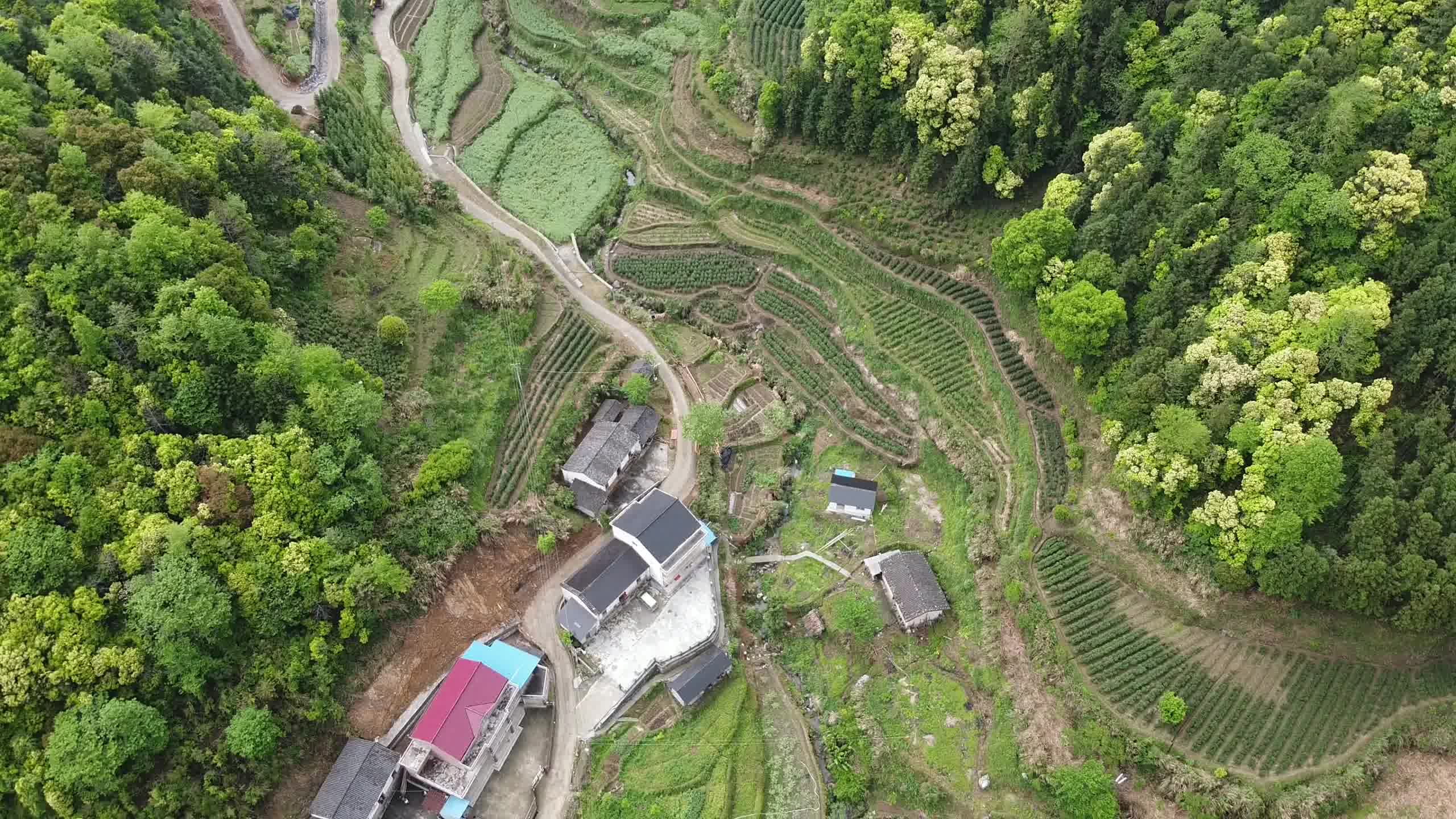 21年4月剡溪村秧田组