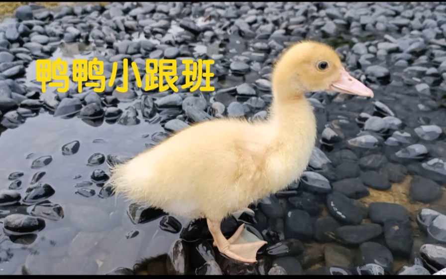 小鸭子很粘人姐姐去哪都跟着跑起来一摆一摆的可爱