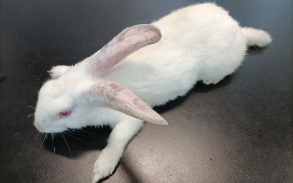 纪实医学生兔子实验