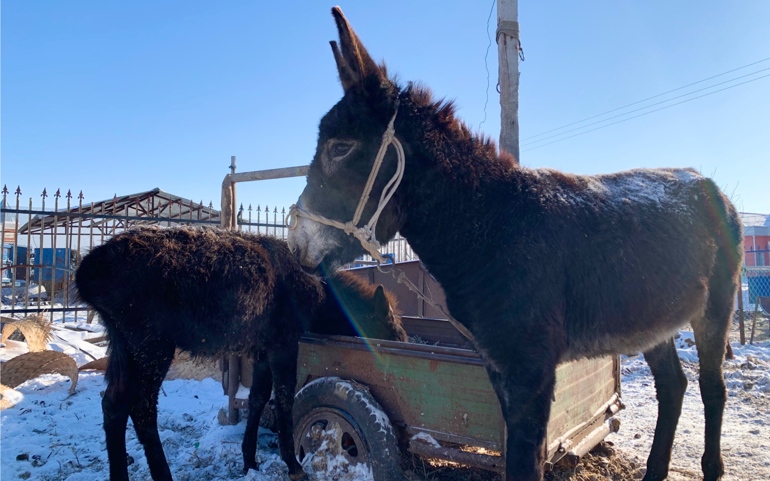 东北过年杀驴了,一头驴年跟前卖的快,一家买点包蒸饺吃最香!