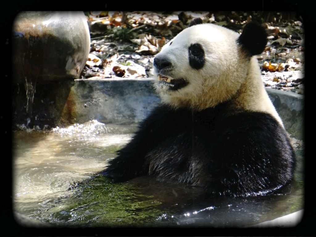 【大熊猫金玉】爱泡澡_哔哩哔哩_bilibili