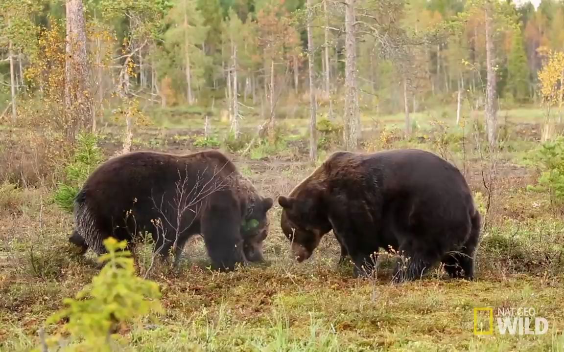 【稀奇动物】棕熊大战:开始了