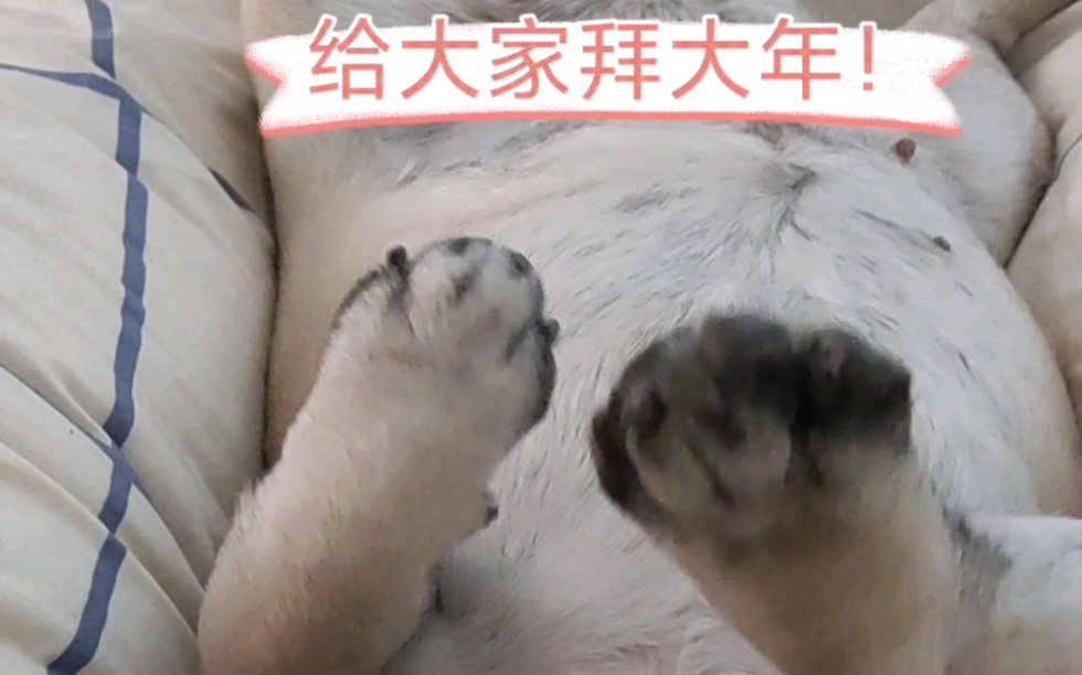 元宝|四脚朝天招财猪哔哩哔哩bilibili