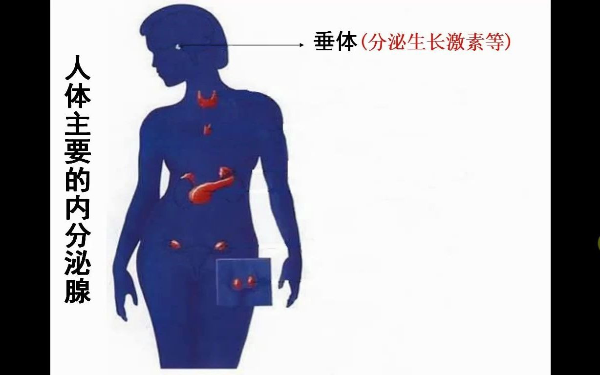 人体主要内分泌腺微课哔哩哔哩bilibili