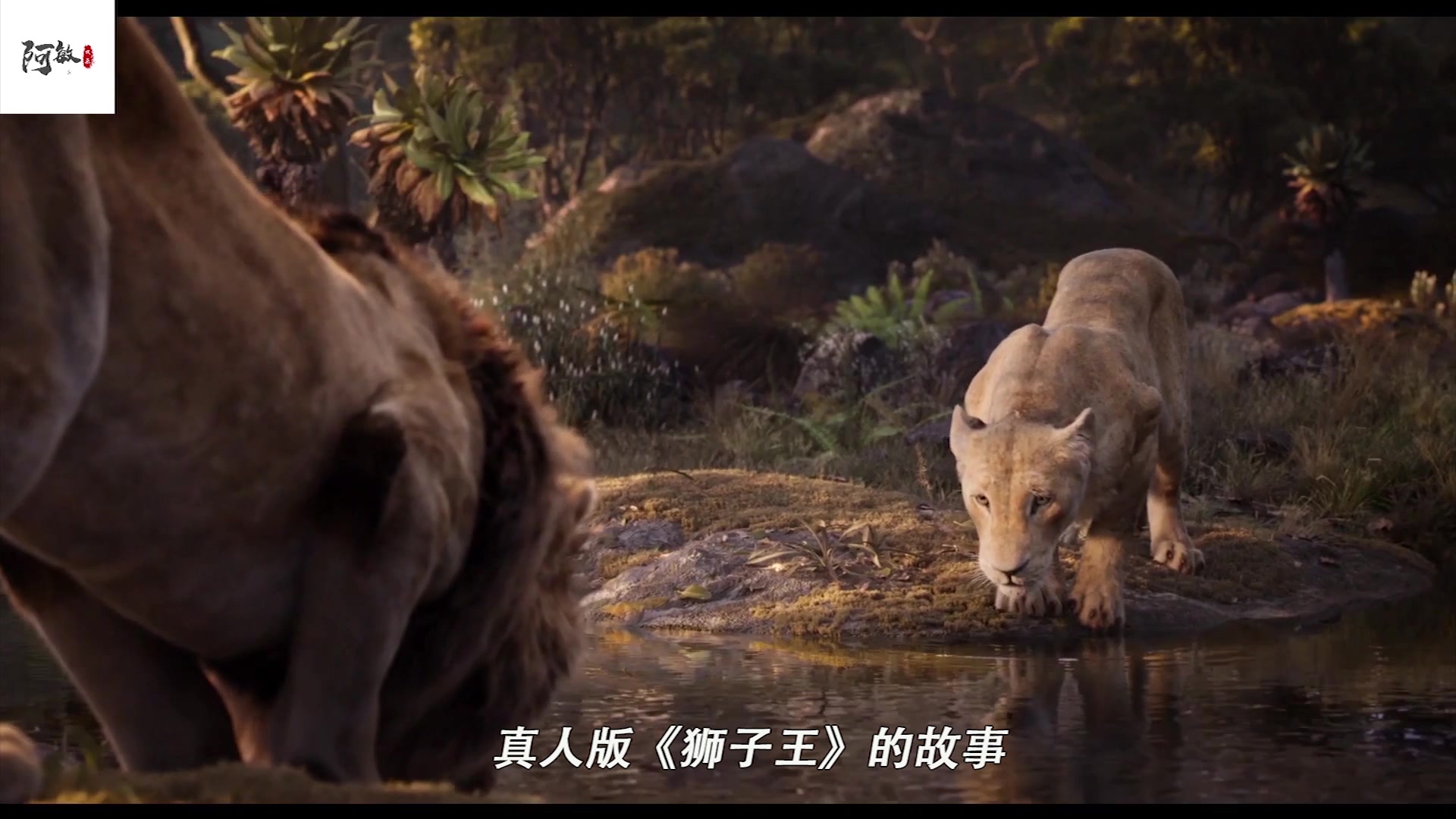 真人版《狮子王》不为人知的故事,辛巴又要来了!