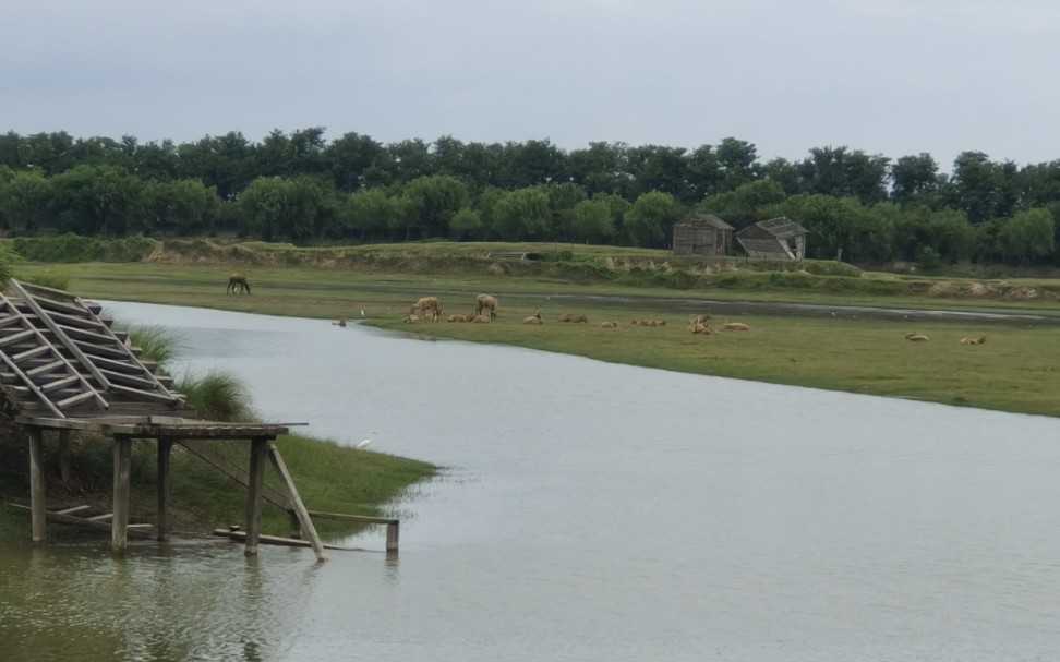 去野鹿荡看麋鹿