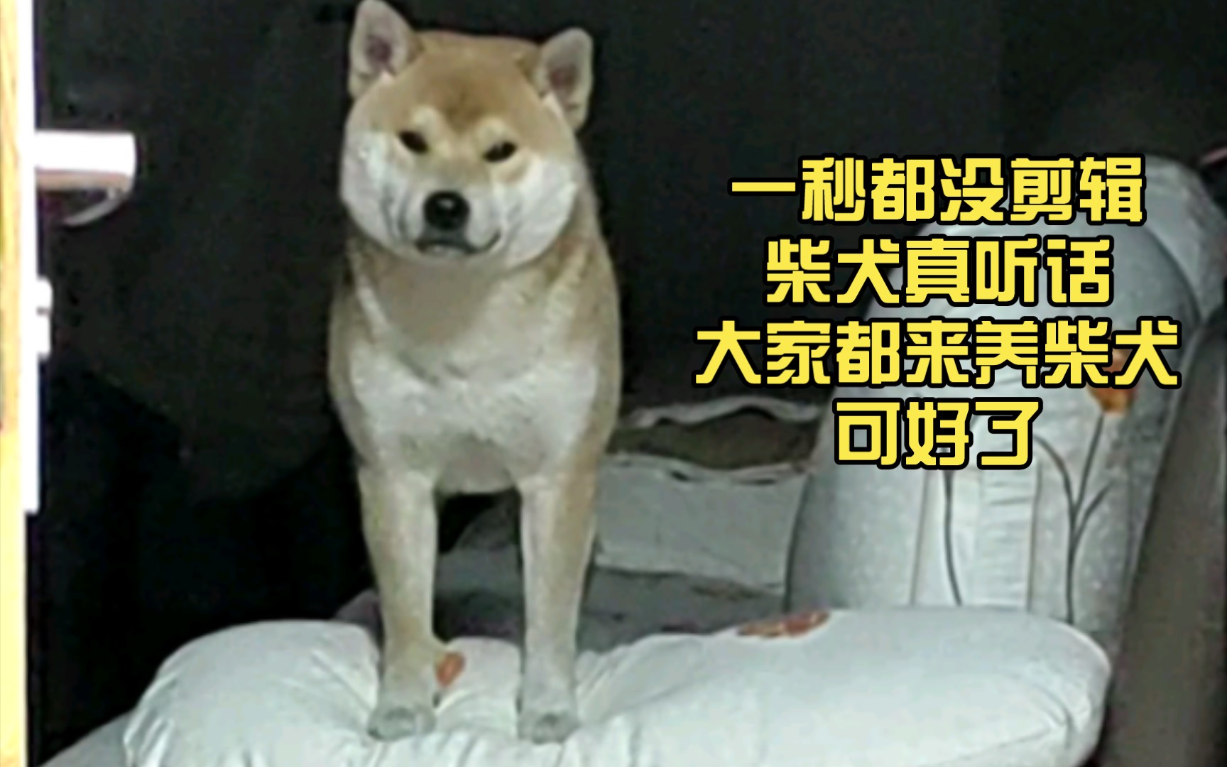 [图]柴犬劝退：一只柴犬如何搞崩你的心态（视频一定要看完整就能体会到一个成年人逐渐崩溃的内心）