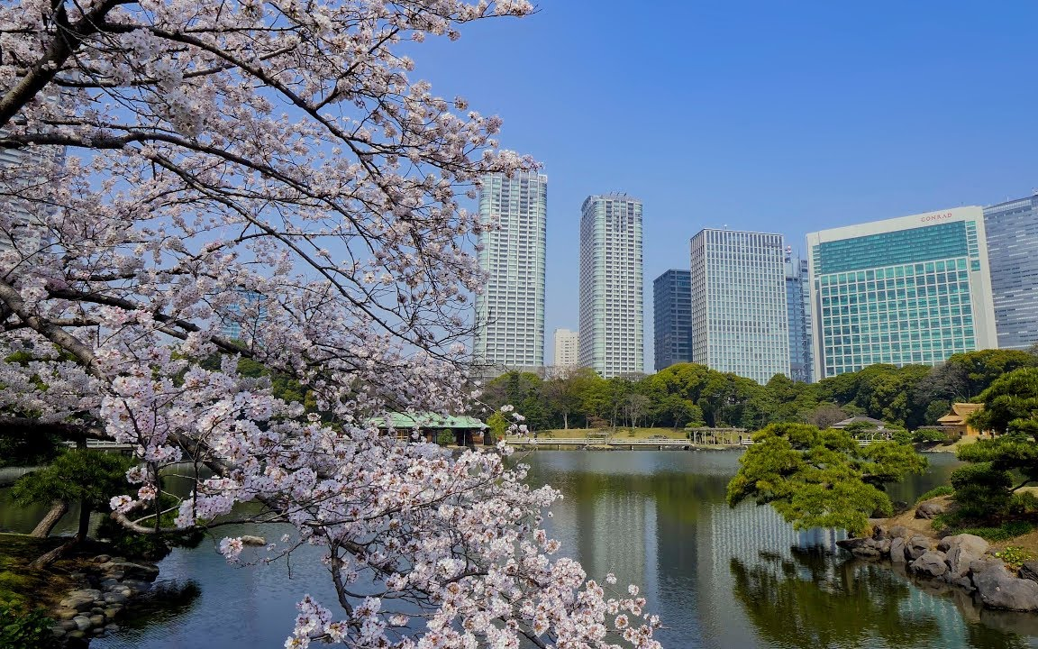 [图]4K 樱花 滨离宫恩赐庭院  Various kinds of Cherry blossoms at Hamarikyu Garde