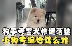 下载视频: 一群狗子考警犬结果惨遭落选，原来小狗考编也这么难