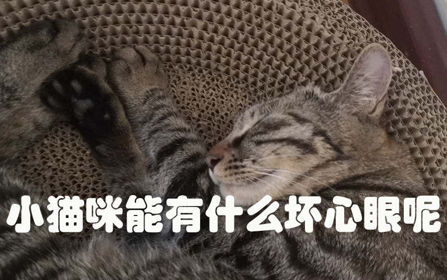 小猫咪能有什么坏心眼呢