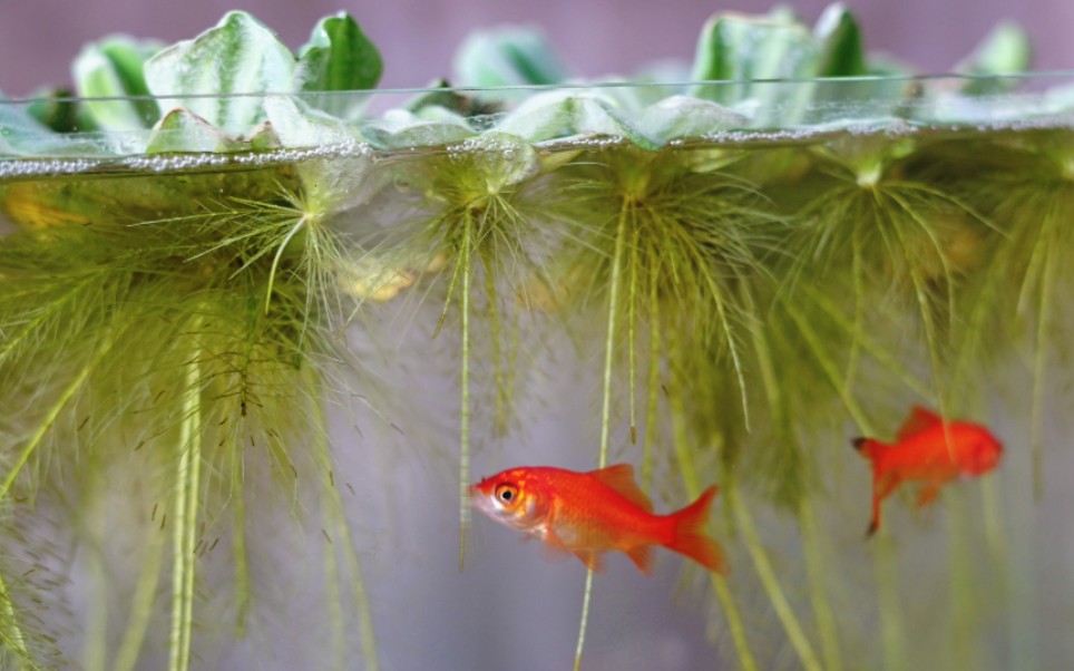 鱼缸春天草根缸里的草金鱼