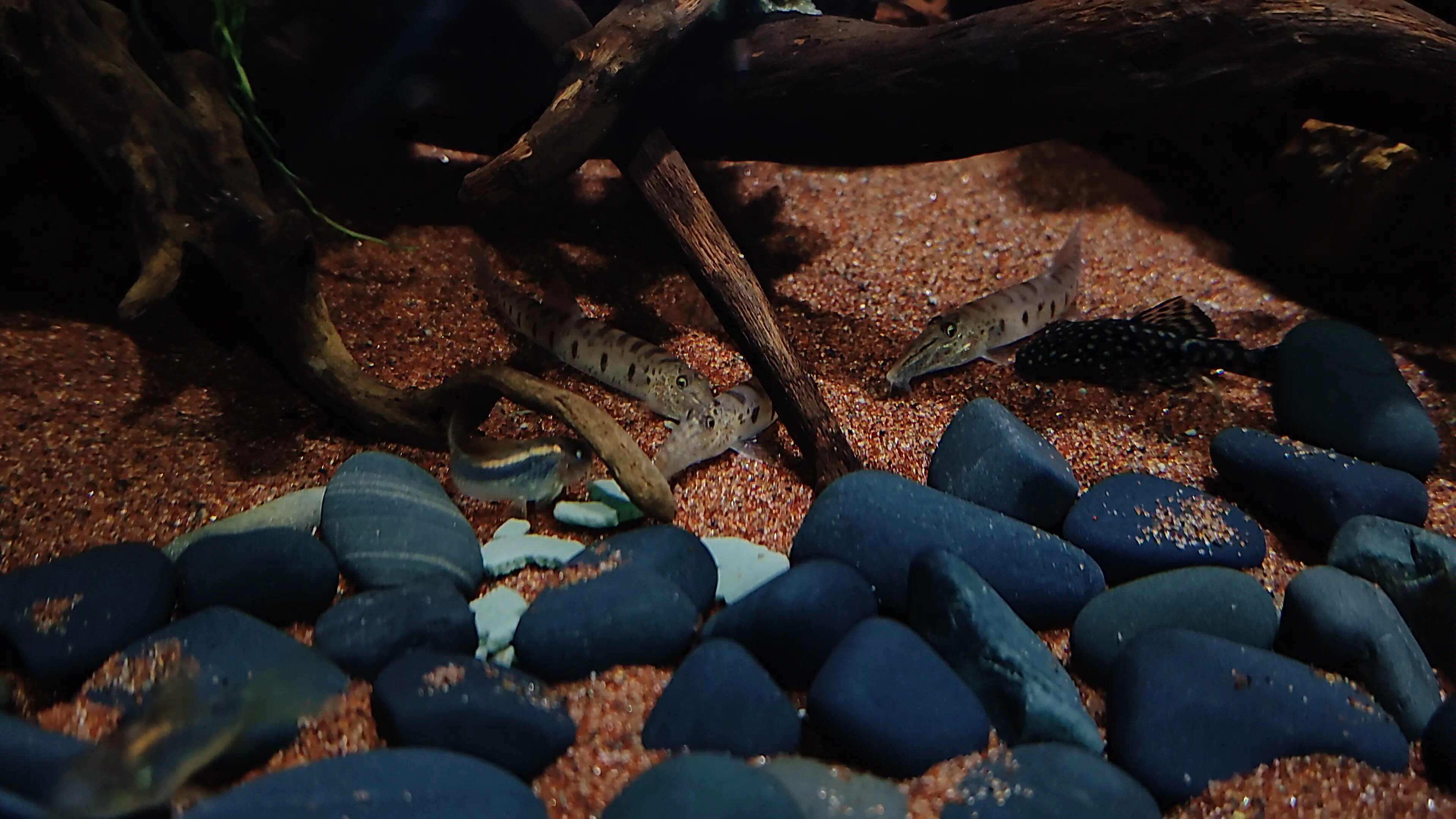 【原生鱼】憨憨马面鳅