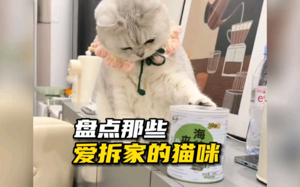 [图]猫咪：我妈已经三天没有打我了！